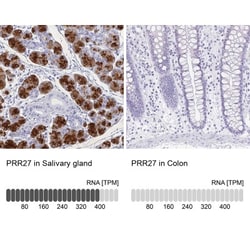 PRR27 Antibody, Novus Biologicals:Antibodies:Primary Antibodies